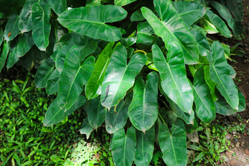 Heart-shaped green leaves texture of Burle Marx philodendron (Philodendron imbe). the tropical foliage plant on natural garden.