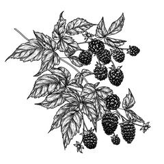 Vector illustration of a blackberry branch in engraving style