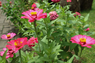 Pink Common Zinnia (Zinnia elegans) 'purple prince' in the flower garden during the summer months. Common Zinnia or Zinnia elegans is one of the most famous flowering annuals of the genus Zinia