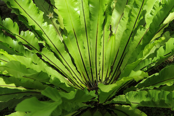 Asplenium nidus L. Bird’s nest fern. ASPLENIACEAE. Single leaves alternate around the stem, like...
