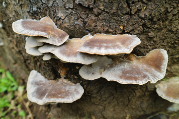 Group of wild mushroom atached and growing on old tree trunks. It grows due to humid weather and...