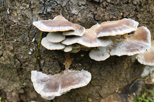Group of wild mushroom atached and growing on old tree trunks. It grows due to humid weather and climate.