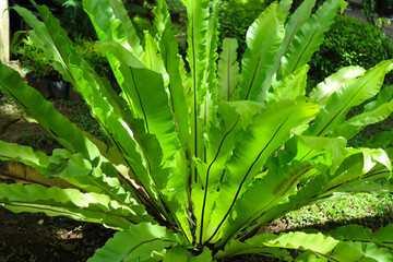 Asplenium nidus L. Bird’s nest fern. ASPLENIACEAE. Single leaves alternate around the stem, like...