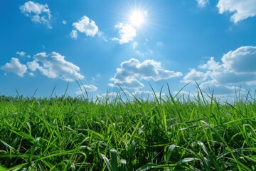 Obraz premium green field with grass against a blue sky with sun