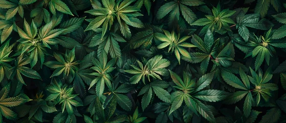 Fotobehang Top-down view of lush cannabis plants and leaves, offering a natural and visually striking background for design projects. © Evgeniia