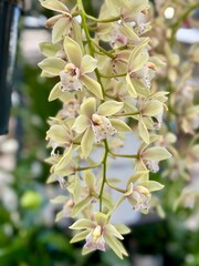 Orchid flower Cymbidium Mary Green 'Spring Wind'