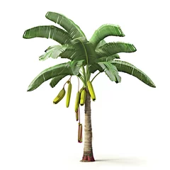 Fotobehang Palm plant tree isolated. Musa acuminata banana © MdRazib