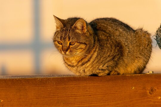 Closeup of a cute gray tabby cat resting on a wooden fence.