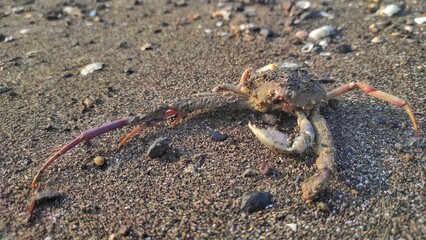 A small young crab dead covered with sand on the beach