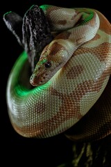 Vertical shot of a creepy huge snake crawling on woods under led lights with a dark background