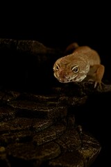 Vertical shot of a creepy gecko crawling on woods under led lights with a dark background