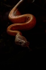 Vertical shot of a creepy huge snake crawling on woods under led lights with a dark background