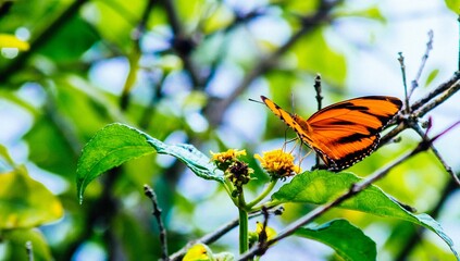Vibrant orange and black milkweed butterfly is perched atop a lush green tree branch