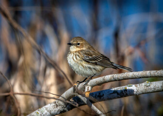 Yellow-rumped Warbler along the nature trail in Pearland, Texas