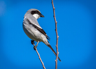 Loggerhead Shrike with a bright blue sky in Pearland, Texas