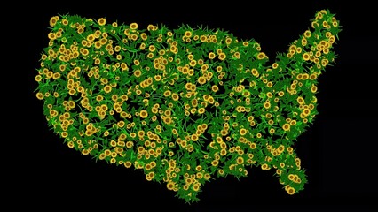 USA map with yellow flowers and green leaves on plain black background