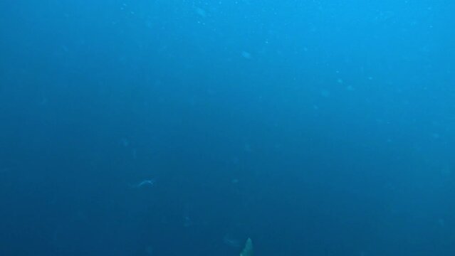 A pod of dolphins advances towards the camera and dodges it at the last moment. Slow motion.