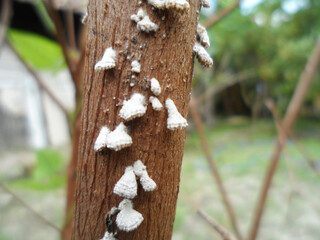 The white fungus that grows on dead wood is also known as Plicaturopsis crispa, fan-shaped with a spore-bearing layer.