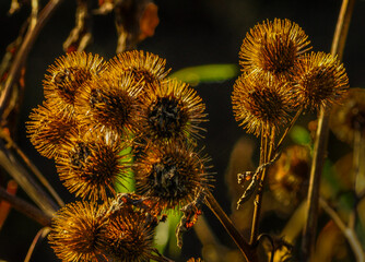 Burdock Seed Head, Arctium sp., Five Rivers Environmental Park, Delmar, New York, USA