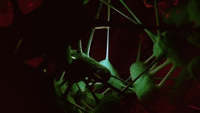 bacteria space