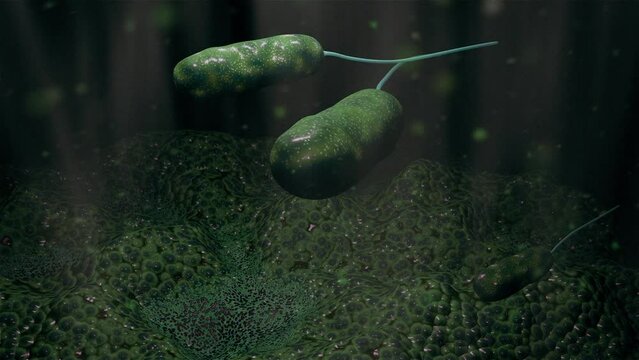 animation of bacterias 03