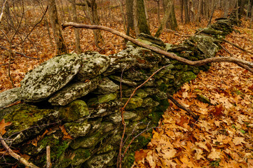 Abandoned stone wall in a forest, Albany County, New York, USA