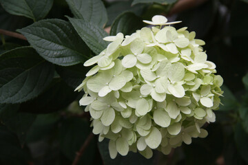 Close-up photo of a large white-lemon hydrangea (hortensia) in full bloom
