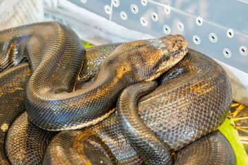 Brown Boa Constrictor Snake curled up resting transport in plastic box