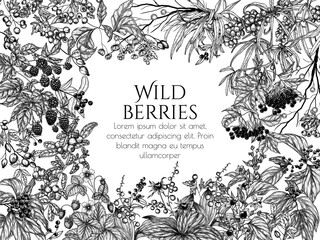 Vector frame of edible and poisonous wild berries. Cowberry, sea buckthorn, rose hips, ligustrum, hawthorn, elderberry, paris quadrifolia, blackberry, euonymus, belladonna, strawberry