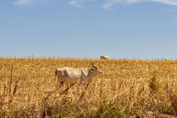 Obraz na płótnie Canvas Um boi no pasto comendo capim seco em primeiro plano, e outros animais desfocados ao fundo, em um dia claro de céu azul.