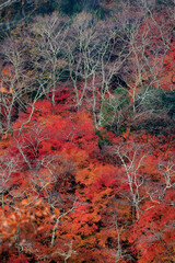 Vibrant momiji fall colors in Japan