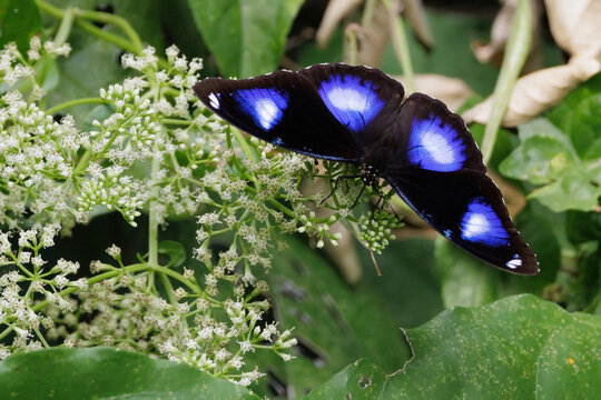 Butterfly "great eggfly" feeding on white flowers