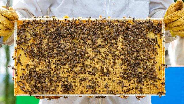 Beekeeper Holding Brood Comb from a Langstroth Hive of Honey Bees, Apis mellifera