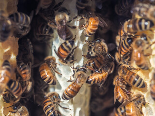 Honey Bees, Apis mellifera, on Freshly Built White Comb Inside Their Hive 