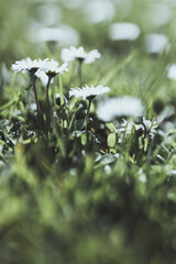 Gänseblümchen