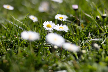 Gänseblümchen
