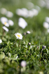 Gänseblümchen