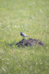 Vogel auf Maulwurfshügel im Garten