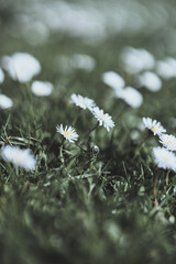 Gänseblümchen
