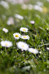 Gänseblümchen