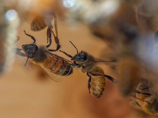 Naklejka premium Honey Bees, Apis mellifera, Linked Together, or Festooning,, as They Build Wax Comb in Their Hive