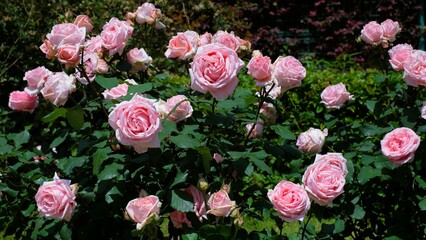 Hamamirai rose in full blooming