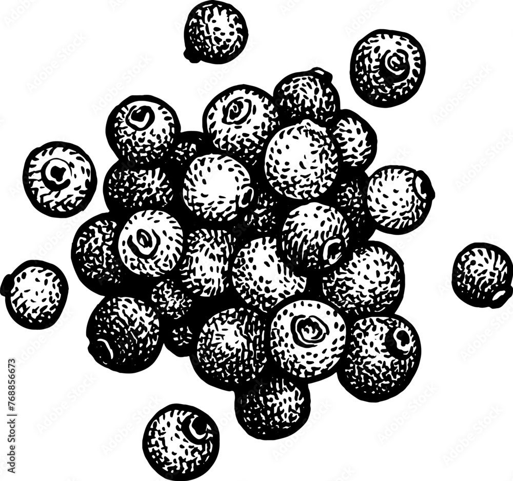 Canvas Prints allspice ink sketch.