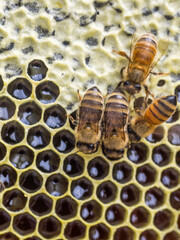 Honey Bees, Apis mellifera, on Capped and Uncapped Honey Comb. Dehydrating Nectar to Honey.