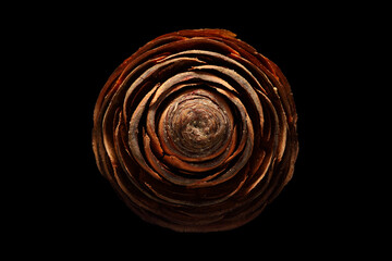 Extreme close up, top view of a Cedar pine cone, isolated on black background