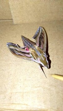 Fights with moths (Spodoptera Litura).
