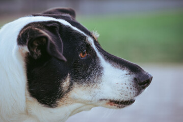 portrait of a dog