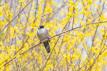 spring scene with forsythia flowers blooming