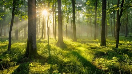 Misty Forest at Dawn Light Filtering Through Trees