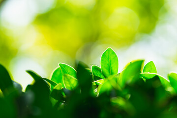 Closeup nature view of green leaf on sunlight using as background and fresh ecology wallpaper concept
